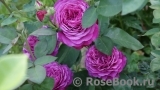 Heidi Klum Rose Heidi Klum Rose