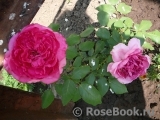 Decor Rose