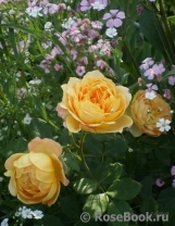 Golden Celebration® Golden Celebration®