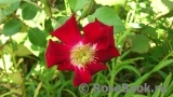 Rouge Meillandecor Rouge Meillandecor