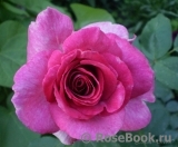 Violette Parfumee Gpt ® Violette Parfumee Gpt ®