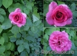 Violette Parfumee Gpt ® Violette Parfumee Gpt ®