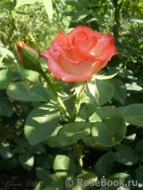 Blush Blush