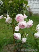 The Wedgwood Rose The Wedgwood Rose
