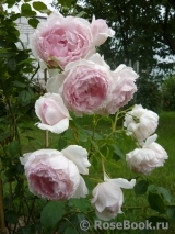 The Wedgwood Rose The Wedgwood Rose