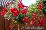 Rouge Meillandecor Rouge Meillandecor