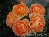 Lady of Shalott 