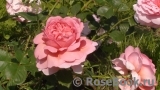 Princess Alexandra of Kent Princess Alexandra of Kent