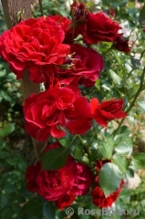 Amadeus Amadeus