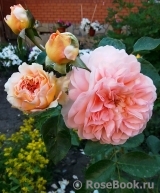 Sangerhauser Jubilaumsrose Sangerhauser Jubilaumsrose