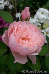 The Alnwick Rose The Alnwick Rose