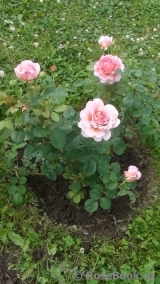 Princess Alexandra of Kent Princess Alexandra of Kent