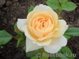 Crocus Rose® Crocus Rose®