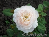 Crocus Rose® Crocus Rose®