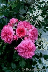 Rosarium Uetersen Rosarium Uetersen