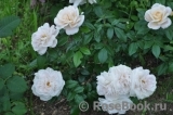 Lions Rose