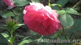 Rosarium Uetersen Rosarium Uetersen