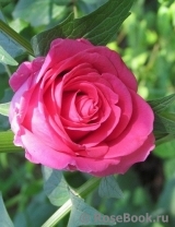 Lancome Lancome