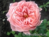 The Alnwick Rose The Alnwick Rose