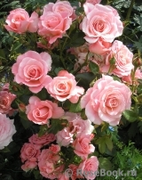 Tickled Pink Tickled Pink