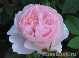 The Wedgwood Rose The Wedgwood Rose