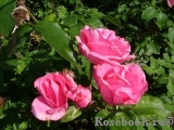 McCartney Rose, The McCartney Rose, The