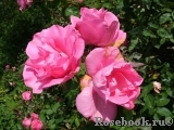 McCartney Rose, The McCartney Rose, The