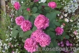 Heidi Klum Rose Heidi Klum Rose