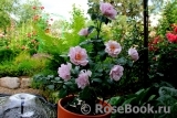 Couture Rose Tilia Couture Rose Tilia