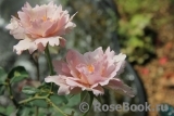 Couture Rose Tilia Couture Rose Tilia