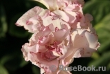 Couture Rose Tilia Couture Rose Tilia
