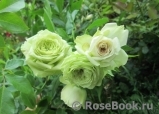 Lovely Green ® Lovely Green ®