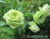 Lovely Green ® Lovely Green ®
