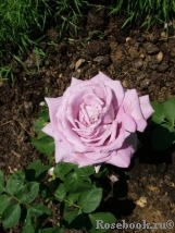 Lugdunum Lugdunum
