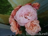 Tickled Pink Tickled Pink