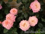 Tickled Pink Tickled Pink