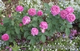 Heidi Klum Rose Heidi Klum Rose