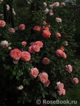 Augusta Luise Augusta Luise