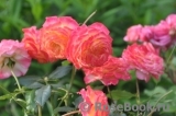 Gartenspass ® Gartenspass ®