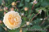 Rose de Gerberoy ® Rose de Gerberoy ®