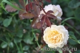 Rose de Gerberoy ® Rose de Gerberoy ®