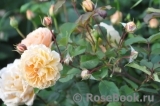 Rose de Gerberoy ® Rose de Gerberoy ®