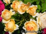 Crown Princess Margareta® Crown Princess Margareta®