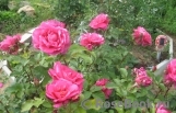 Vin Rose Vin Rose