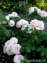 Mariatheresia Mariatheresia