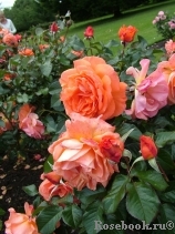 Tatton Tatton