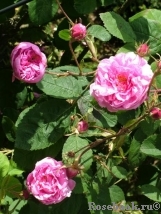 Centifolia Centifolia