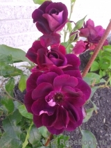 Burgundy Ice Burgundy Ice