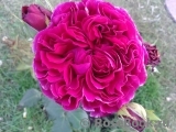 Falstaff® Falstaff®