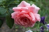 Poesie Poesie